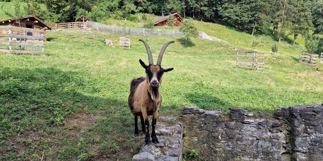 Heididorf Maienfeld Heididorf Maienfeld