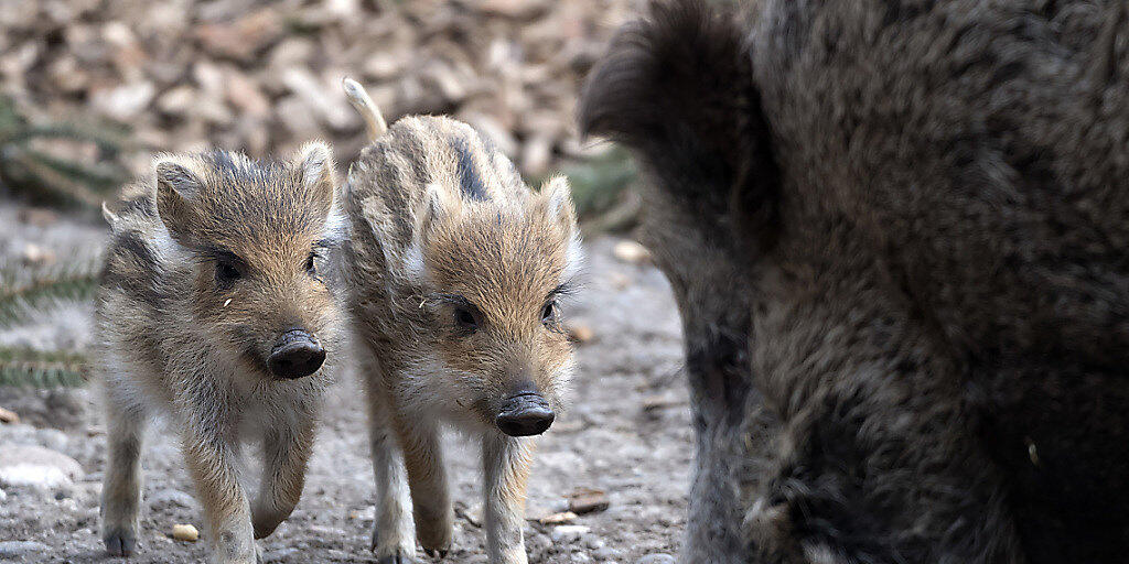 Wegen der Afrikanischen Schweinepest unter genauer Beobachtung: Wildschwein mit Frischlingen, hier im Zoo Basel. (Themenbild)