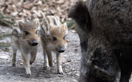 Wegen der Afrikanischen Schweinepest unter genauer Beobachtung: Wildschwein mit Frischlingen, hier im Zoo Basel. (Themenbild)