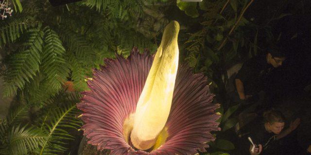 Die blühende Titanwurz im Botanischen Garten Basel (Archiv)