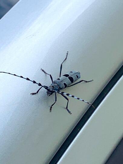 Der Alpenbock ist ein K&auml;fer aus der Familie der Bockk&auml;fer. Er gilt als gef&auml;hrdet und steht unter Schutz. Stefan Theiler aus Weite bekam ihn vor die Linse.