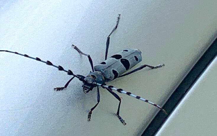 Der Alpenbock ist ein Käfer aus der Familie der Bockkäfer. Er gilt als gefährdet und steht unter Schutz. Stefan Theiler aus Weite bekam ihn vor die Linse.