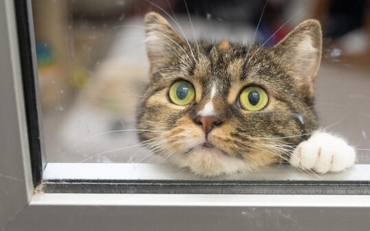Katzen haben Recht auf sexuelle Selbstbestimmung