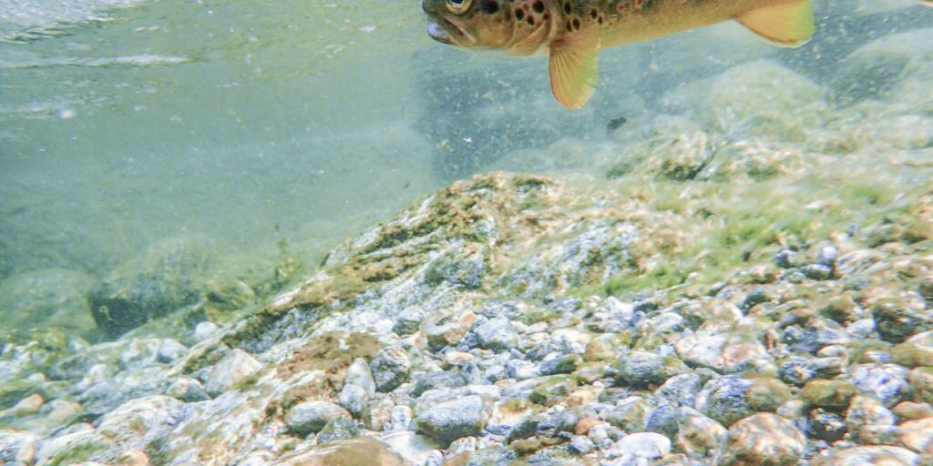 Ihr Wasser darf nicht stärker mit Pestiziden verschmutzt werden: Forelle in einem Schweizer Gewässer . (Archivbild)