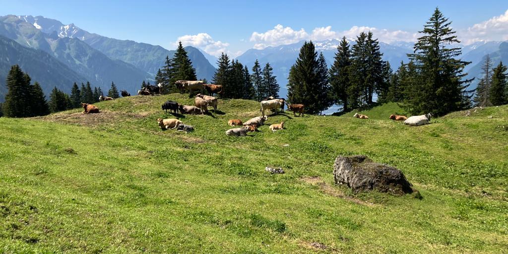 Alp Silum