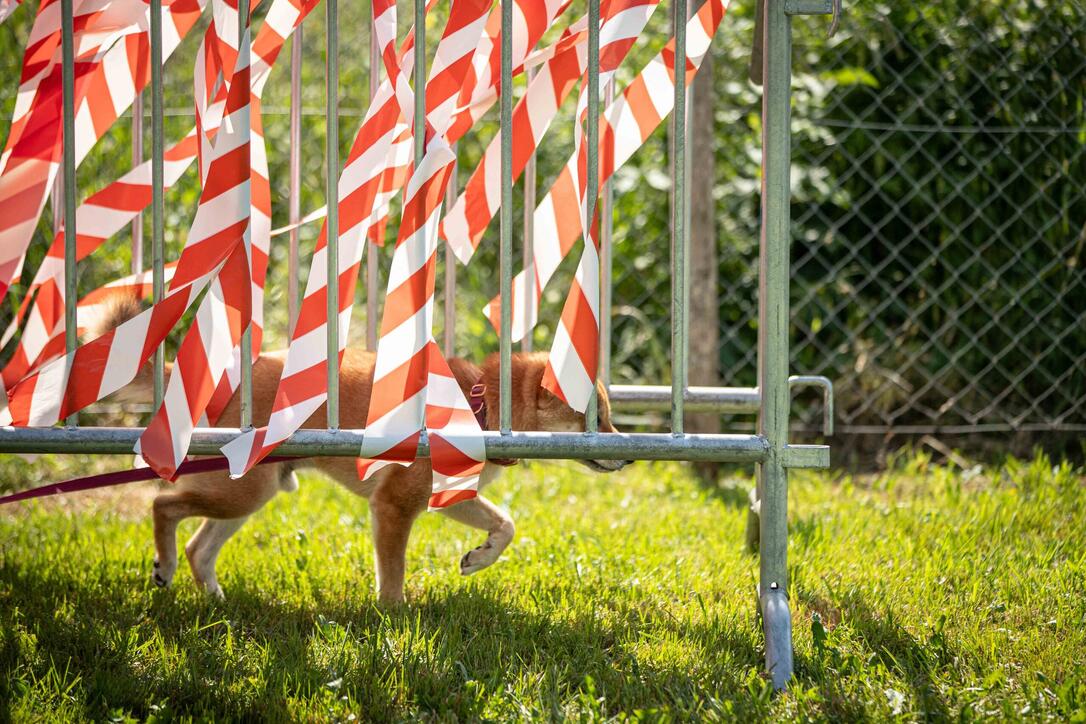 Hundeplausch Balzers (20.06.2026)