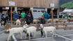 Werdenberger Buuremart mit Gitzischau in Grabs