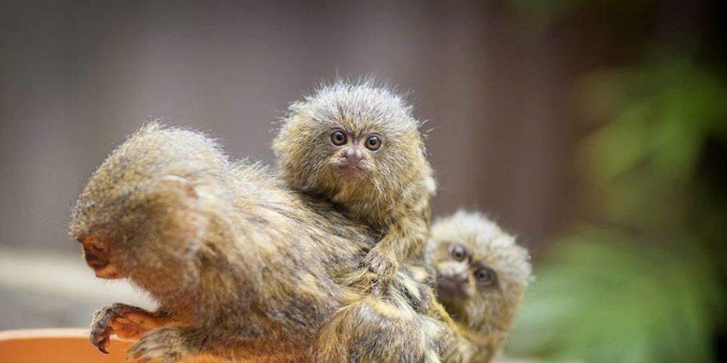 Aufnahme der drei Zwergseidenäffchen, die am Wochenende aus einem Tierpark bei Sydney gestohlen worden waren. (Archiv) Aufnahme der drei Zwergseidenäffchen, die am Wochenende aus einem Tierpark bei Sydney gestohlen worden waren. (Archiv)