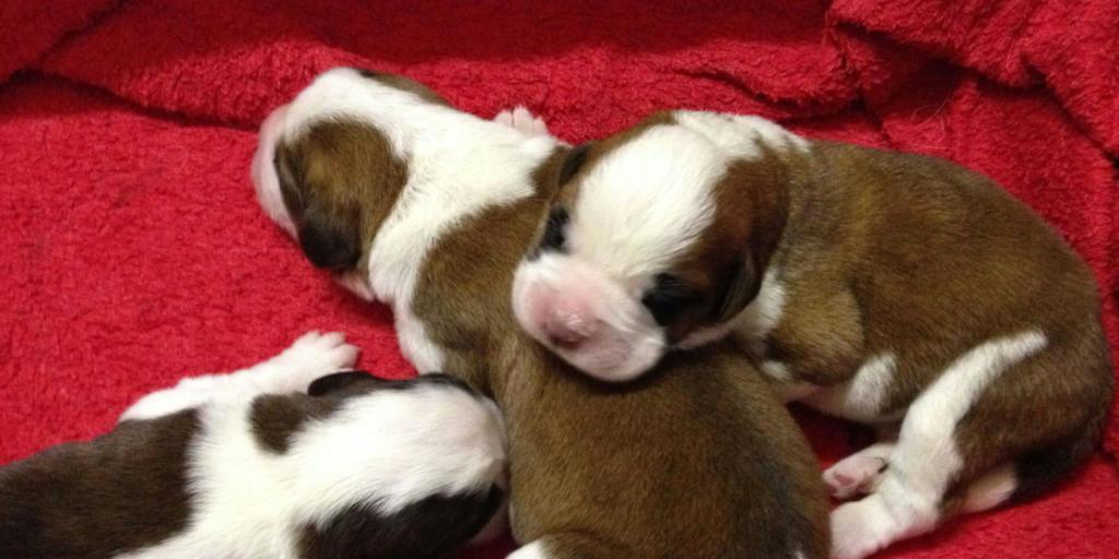 Die vier Weibchen und sechs Männchen wogen bei der Geburt am 17. Mai zwischen 550 und 820 Gramm.