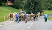 Alpabfahrt Alpgenossenschaft Gritsch Schaan