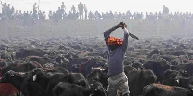 Tausende Tiere werden am Opferfest Gadhimai get&ouml;tet (Archiv)