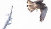 #näherdran-Fotowettbewerb Ruggell