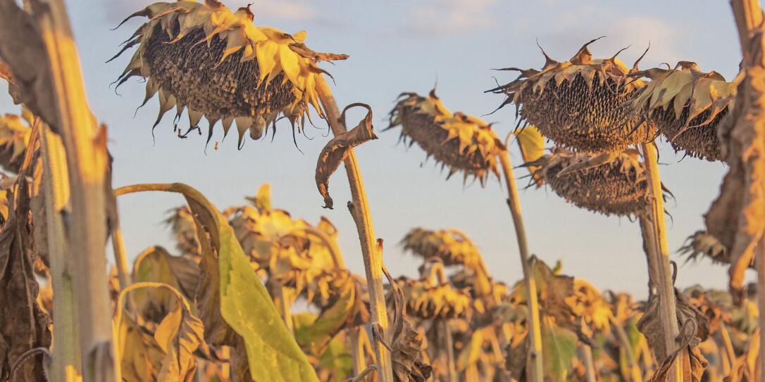 Dry sunflowers field at sunset Dry sunflowers field at sunset
