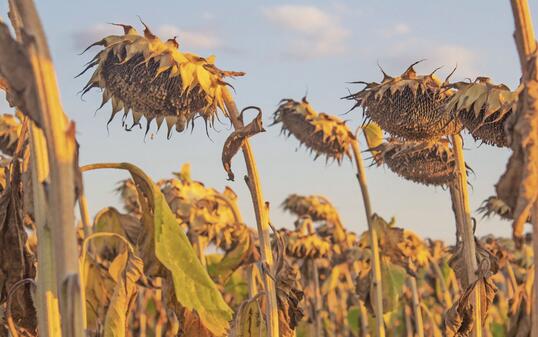 Dry sunflowers field at sunset