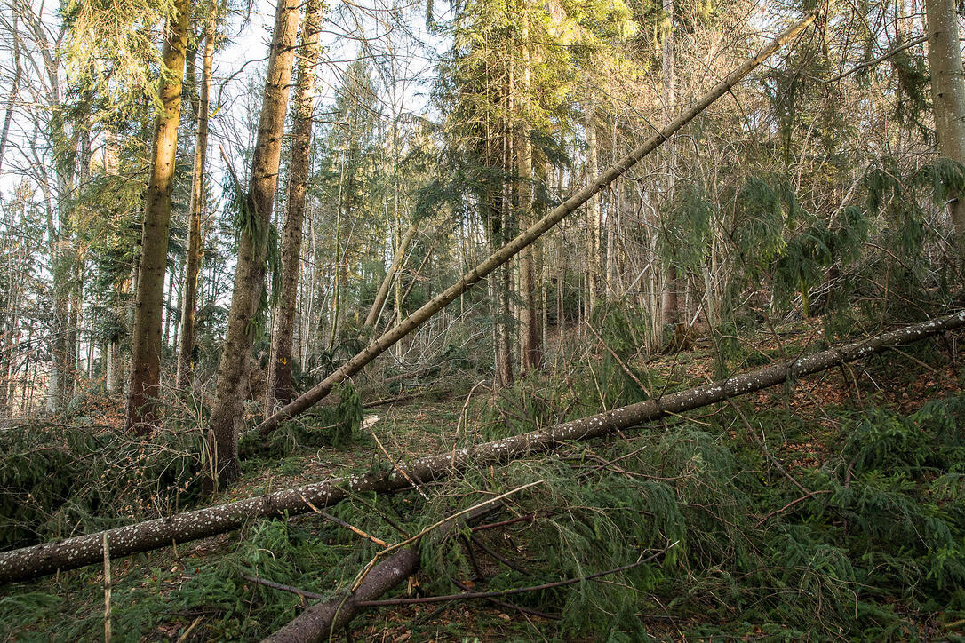 Sturmschaden im Wald