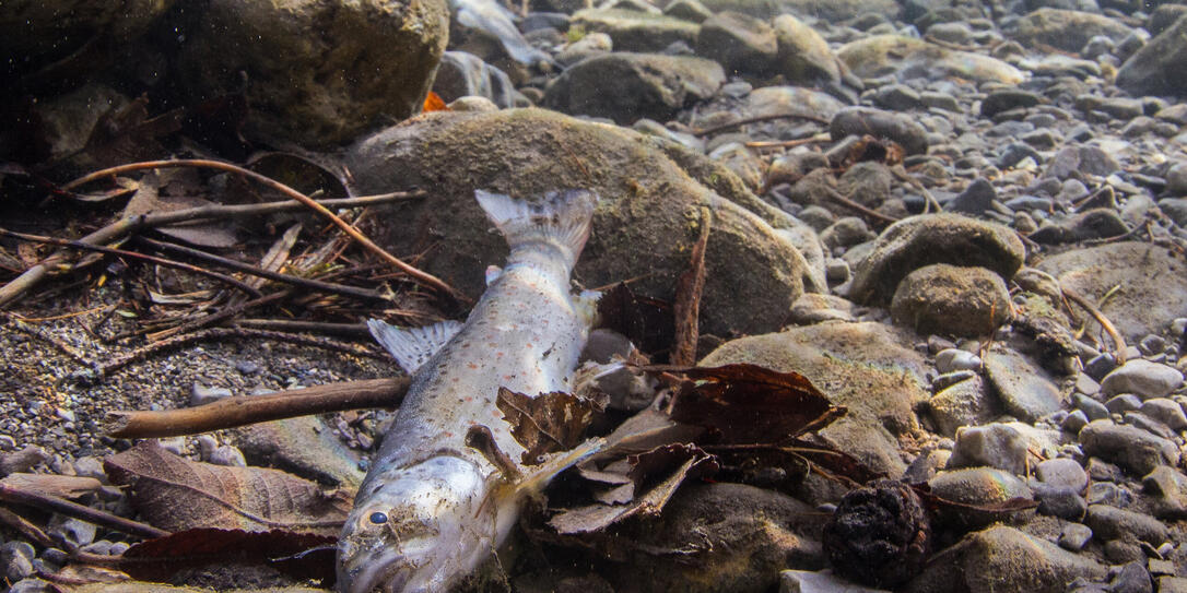 Die Trockenheit setzt den Fischen zu. Deshalb sollte man sie nicht noch mehr stressen, indem man in den Binnenkanal geht oder seine Hunde und Pferde zum baden ins Wasser l&auml;sst.