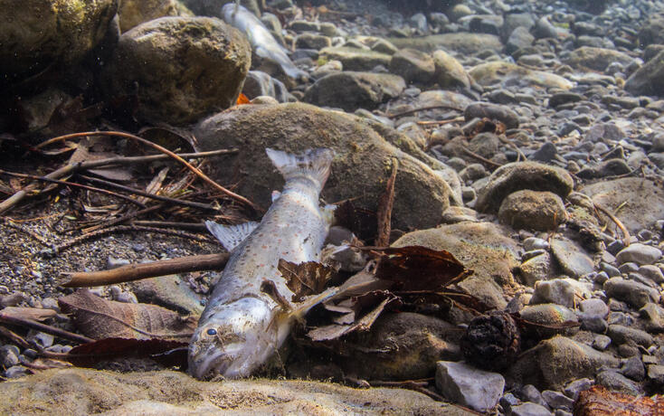 Die Trockenheit setzt den Fischen zu. Deshalb sollte man sie nicht noch mehr stressen, indem man in den Binnenkanal geht oder seine Hunde und Pferde zum baden ins Wasser l&auml;sst.
