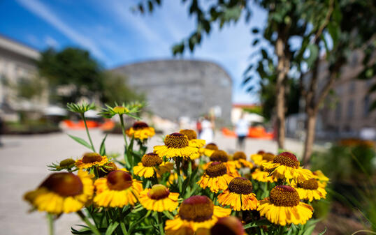 PG "MQ GOES GREEN ? START BEGRÜNUNG MUSEUMSQUARTIER"