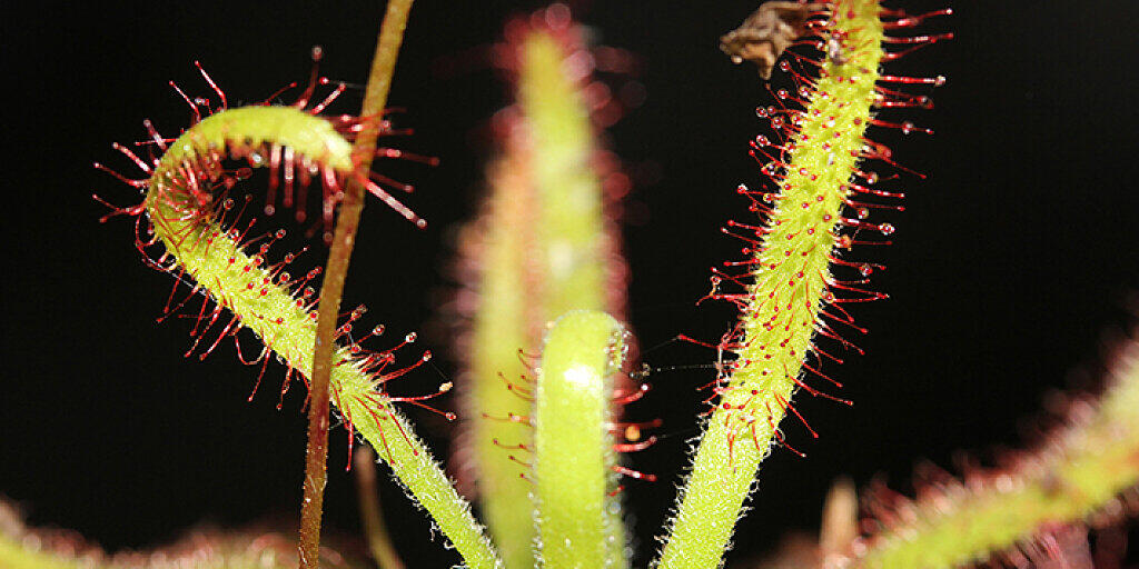 Die fleischfressende Pflanze Drosera arachnoides am Wuchsort auf Madagaskar. 
(Foto: Aina Razanatsima, Missouri Botanical Garden, Madagascar Research and Conservation Program).