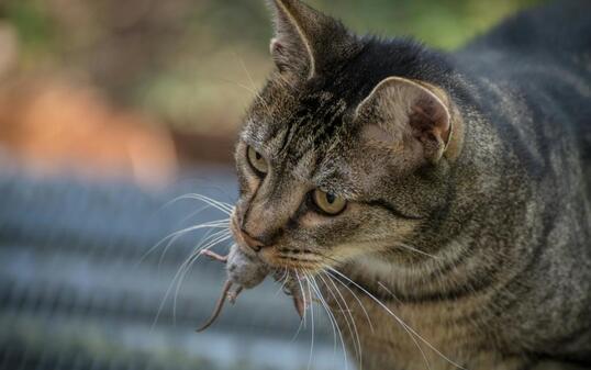 Unterwegs im Dienste der Wissenschaft: Katzen jagen Mäuse - und die Fachleute finden mehr über die Verbreitung der kleinen Nagetiere heraus.