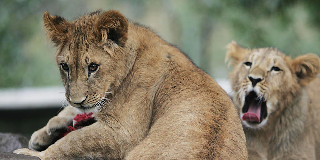Löwenbabys in Addis-Abeba: Tierschützer fanden dank Fotofallen ein bislang unbekanntes Löwen-Volk in einem Nationalpark in Äthiopien. (Archivbild)
