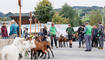 Werdenberger Buuremart mit Gitzischau in Grabs