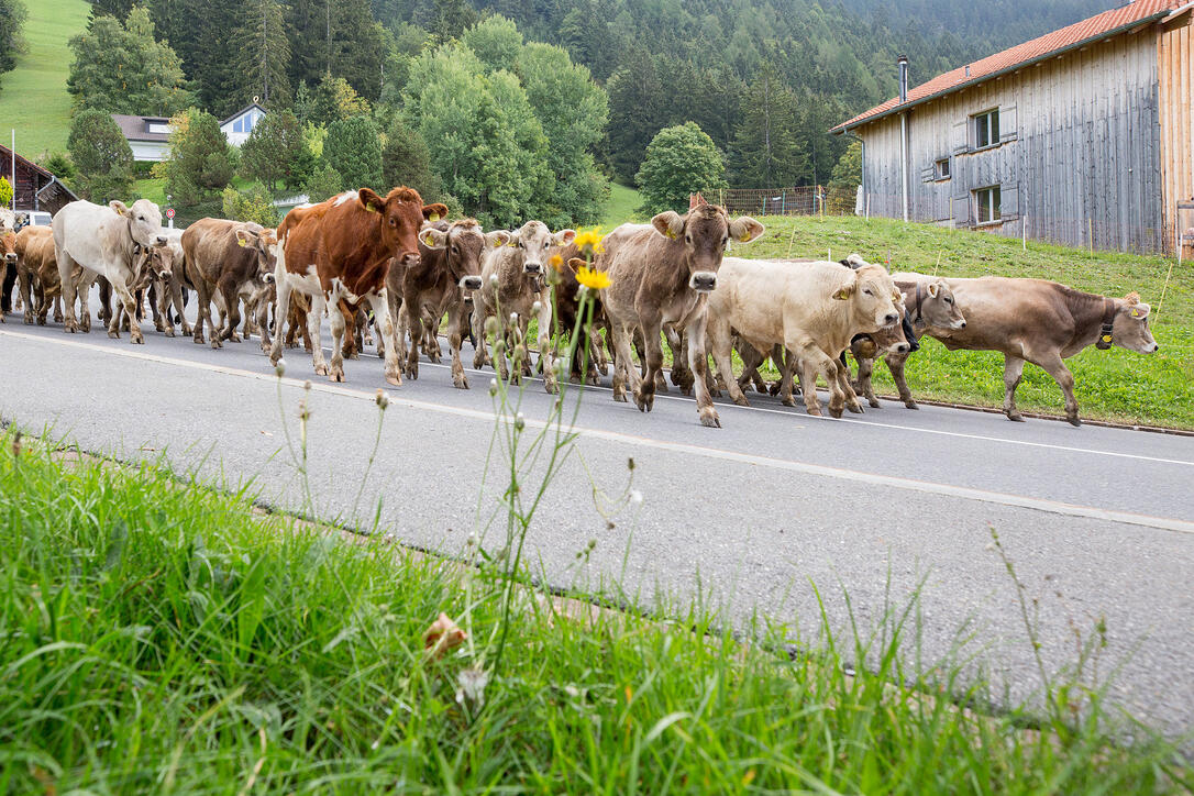 Alpabfahrt Alpgenossenschaft Gritsch Schaan