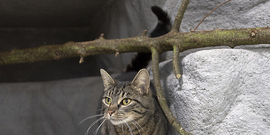 Ob Stubentiger oder Katze mit Freigang: Der Bund, Tierärzte und Tierschützer empfehlen, Katzen mit einem Mikrochip zu kennzeichnen und zu kastrieren. (Themenbild)