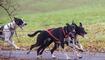 Wagenrennen vom Schlittenhundeverein Liechtenstein