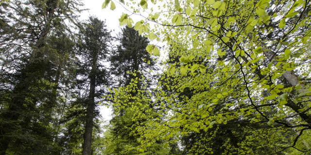 Vorab Massnahmen zum Klimaschutz finden Unterstützung (Symbolbild) Vorab Massnahmen zum Klimaschutz finden Unterstützung (Symbolbild)