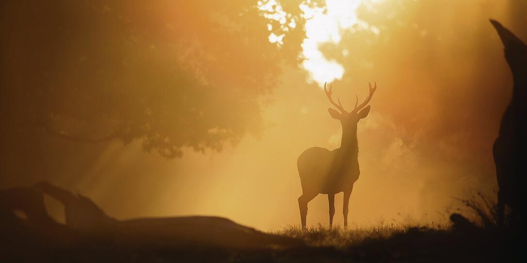 Dawn Deer Dawn Deer