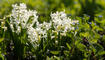 Frühling in Liechtenstein