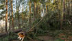 Sturmschaden im Wald