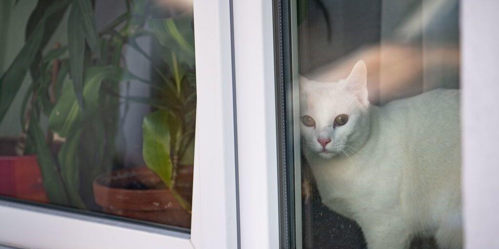 Die Frage, ob Haustiere an Covid-19 erkranken können, bleibt ungeklärt. Eine Studie besagt, dass Katzen sich eher infizieren als Hunde, aber ausser einem Tiger in einem New Yorker Zoo zeigte noch kein katzenartiges Tier Symptome. (Archivbild) Die Frage, ob Haustiere an Covid-19 erkranken können, bleibt ungeklärt. Eine Studie besagt, dass Katzen sich eher infizieren als Hunde, aber ausser einem Tiger in einem New Yorker Zoo zeigte noch kein katzenartiges Tier Symptome. (Archivbild)