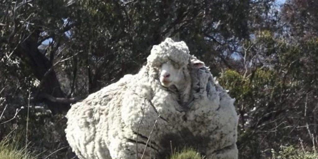 Aus den 42 Kilogramm Wolle von Merinoschaf Chris könnten 30 Pullover gestrickt werden.