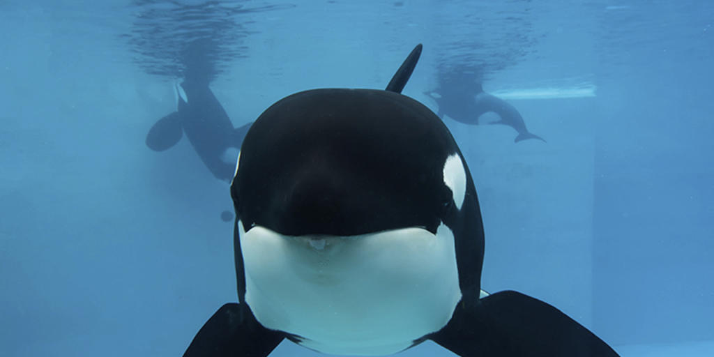 Litt seit Jahren an einer Lungenkrankheit: Der Schwertwal Kasatka im Freizeitpark SeaWorld in San Diego. (Archivbild)