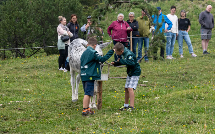 Eselfest in Malbun