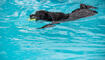 Hundeschwimmen im Freibad Salez
