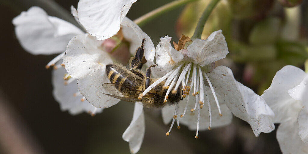 Für die Bestäubung und folglich den Ernteertrag sind nicht nur domestizierte Honigbienen wichtig, sondern auch Wildbienen. In Amerika wurde das unterschätzt - und schon droht Missernte. (Archivbild)