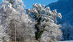 231203 Winter Impressionen in Balzers, Triesen, Triesenberg - Schnee, Burg Gutenberg, See, Triesenberg, UFL