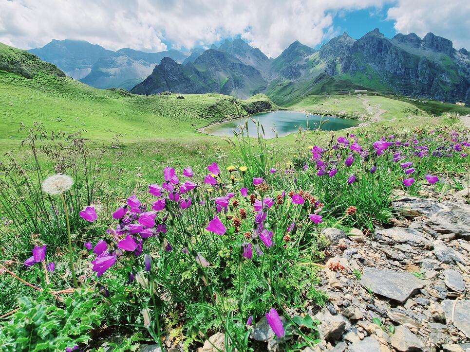 Blumenmeer am Pizol