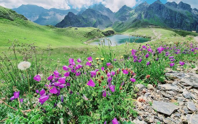 Blumenmeer am Pizol