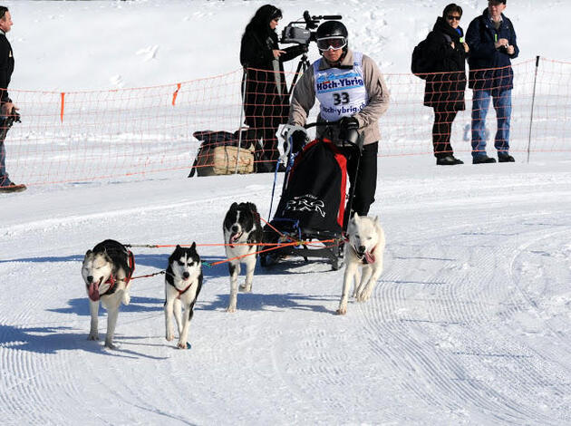 für huskys fahrrad geschirr zum ziehen