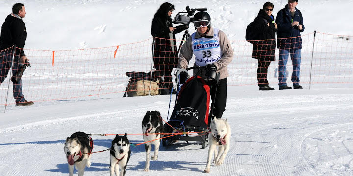 Schlittenhunde