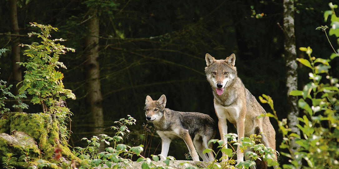 Wolf mother with cub