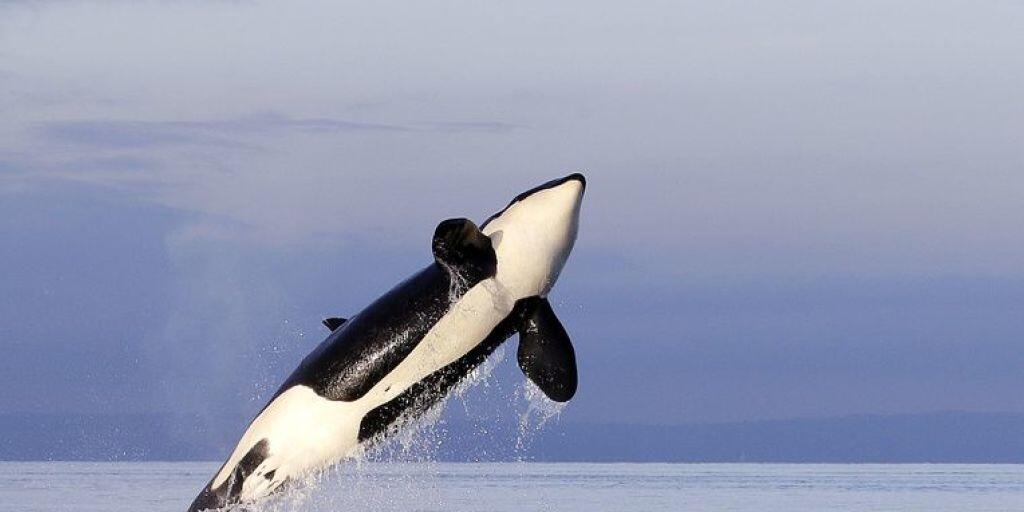 Meere sind essenziell im Kampf gegen die Klimaerhitzung. Selbst Wale - hier ein Schwertwal - spielen in diesem Zusammenhang eine tragende Rolle. Greenpeace fordert deshalb, dass 30 Prozent der Meere in Schutzzonen umgewandelt werden. (Archivbild)