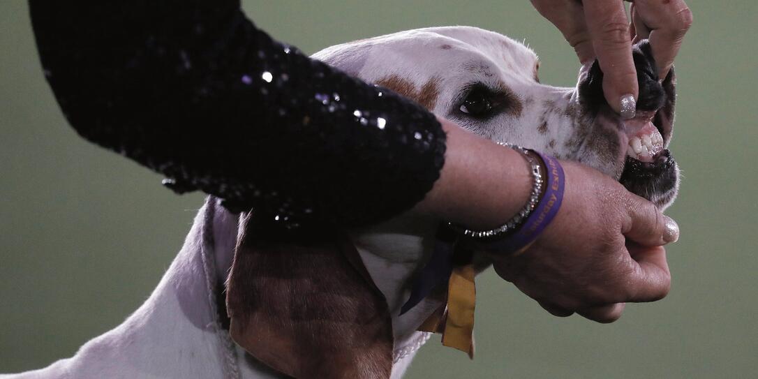 Westminster Kennel Club Dog Show New York Westminster Kennel Club Dog Show New York