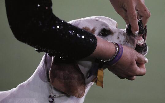 Westminster Kennel Club Dog Show New York