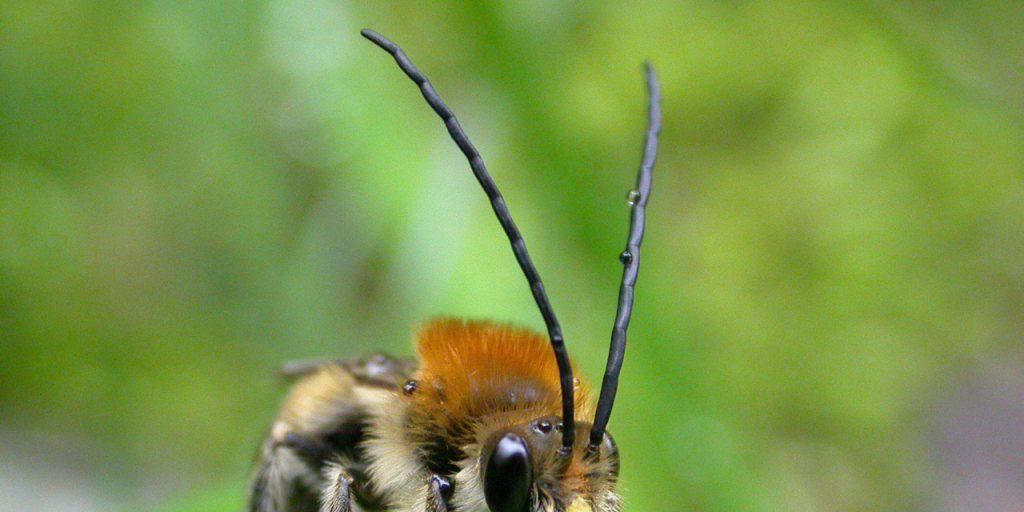 Eine der bedrohten Arten: die Langhornbiene. Die pelzigen Pollentaxis zählen zu den rund 580 Wildbienenarten der Schweiz. Die Langhornbiene war 2010 "Tier des Jahres" von Pro Natura. Der Umweltverband steht zusammen mit BirdLife Schweiz und dem WWF  hinter dem Aktionsplan Biodiversität. (Archivbild)