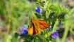 #näherdran-Fotowettbewerb Gamprin-Bendern